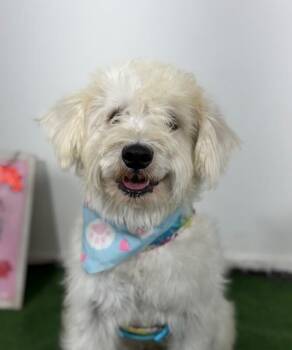 Archie-One of our Amazing Rescue Dogs -  Schnoodle and Poodle Dog for Adoption in Carlsbad, California - Archie-One Of Our Amazing Rescue Dogs | PetCurious