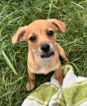 Hazelnut -  Mixed Breed Dog for Adoption in Indianapolis, Indiana - Hazelnut | PetCurious