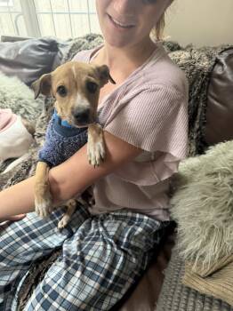 Chihuahua and Labrador Retriever Dogs Available for Adoption in Ridgefield, Connecticut - Randi | PetCurious