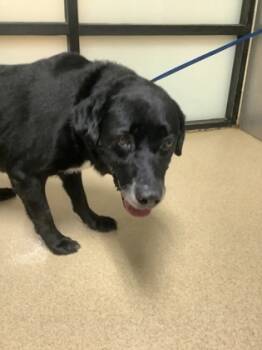 Rescue Labrador Retriever and Mixed Breed Dogs for Adoption in Fort Worth, Texas - Mercury | PetCurious