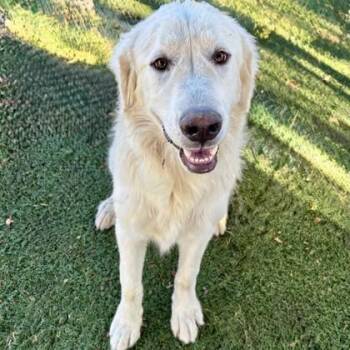 Clarence -  Great Pyrenees Dog for Adoption in Red Bluff, California - Clarence | PetCurious