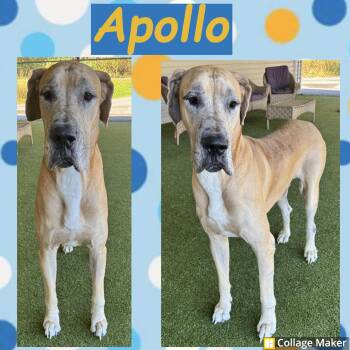 Apollo -  Great Dane Dog for Adoption in Clearfield, Pennsylvania - Apollo | PetCurious