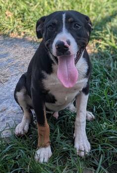 Rescue Mixed Breed Dogs for Adoption - Nate (Courtesy Post) | PetCurious