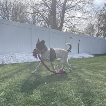 Mixed Breed Dogs Available for Adoption - Skyler | PetCurious