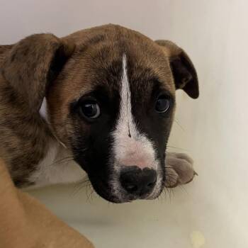 American Bulldog Dogs Available for Adoption - Heineken | PetCurious