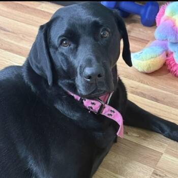 Lazelle -  Labrador Retriever Dog for Adoption in Elkton, Maryland - Lazelle | PetCurious
