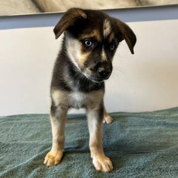 IVHS-Stray-139778 -  Siberian Husky and Shepherd Dog for Adoption in San Gabriel, California - IVHS-Stray-139778 | PetCurious