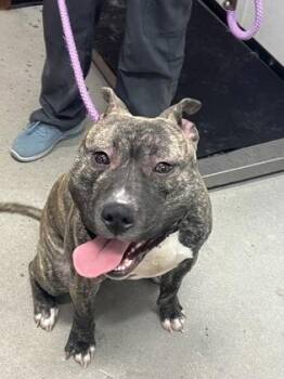 Mixed Breed Dogs Available for Adoption - Jagger | PetCurious