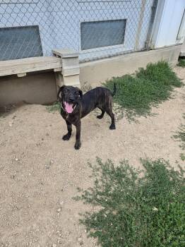 Sloppy Joe -  Mixed Breed Dog for Adoption in Maquoketa, Iowa - Sloppy Joe | PetCurious