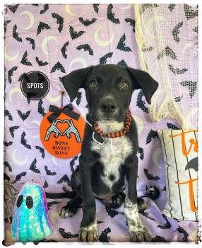 Spots -  Pointer and Black Labrador Retriever Dog for Adoption in Sebring, Florida - Spots | PetCurious