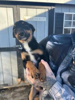 Dachshund Dogs Available for Adoption - Smooches | PetCurious