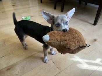Chihuahua Dogs Available for Adoption in Bend, Oregon - Cinnamon | PetCurious