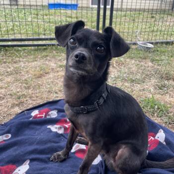 Asphalt -  Chihuahua Dog for Adoption in Lake Oswego, Oregon - Asphalt | PetCurious