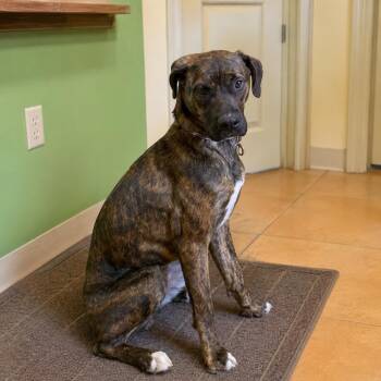 Mars -  Boxer Dog for Adoption in Thayne, Wyoming - Mars | PetCurious