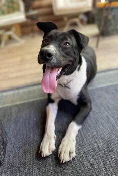 Rescue Border Collie and Australian Cattle Dog Blue Heeler Dogs for Adoption in Calera, Alabama - Shawna | PetCurious