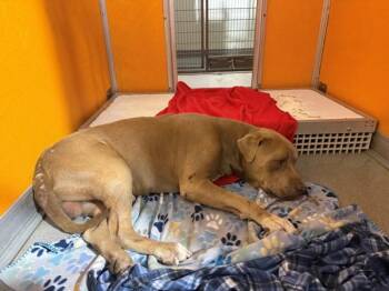 Frank -  American Staffordshire Terrier Dog for Adoption in Tulare, California - Frank | PetCurious