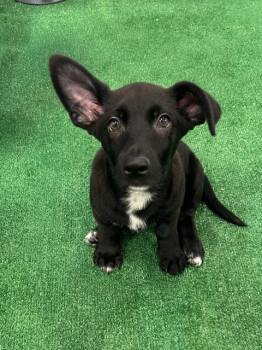 Labrador Retriever and Dachshund Dogs Available for Adoption in Henderson, Nevada - Cairo | PetCurious