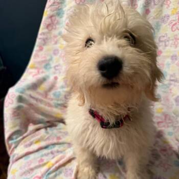 Delaney -  Standard Poodle and Golden Retriever Dog for Adoption in Homewood, Illinois - Delaney | PetCurious