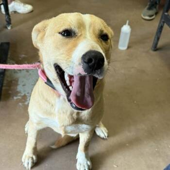 Labrador Retriever and Pug Dogs Available for Adoption - Precious | PetCurious