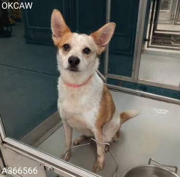 RANGER -  Australian Cattle Dog Blue Heeler and Mixed Breed Dog for Adoption in Oklahoma City, Oklahoma - RANGER | PetCurious