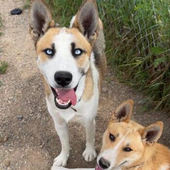 Wallace -  Mixed Breed Dog for Adoption in Bismarck, North Dakota - Wallace | PetCurious