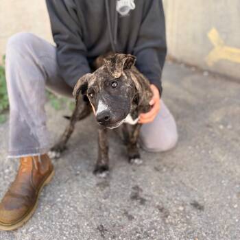 Buttercup -  Mixed Breed Dog for Adoption in Spokane, Washington - Buttercup | PetCurious