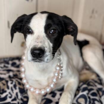 Coonhound and Labrador Retriever Dogs Available for Adoption - Noelle | PetCurious