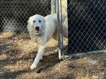 Babushka -  Great Pyrenees and Golden Retriever Dog for Adoption in Sudbury, Massachusetts - Babushka | PetCurious