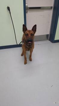German Shepherd Dog and Mixed Breed Dogs Available for Adoption in Savannah, Georgia - Baldr | PetCurious