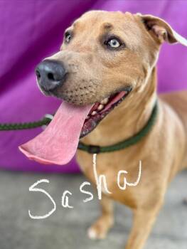 Sasha -  Mixed Breed Dog for Adoption in Livingston, Texas - Sasha | PetCurious