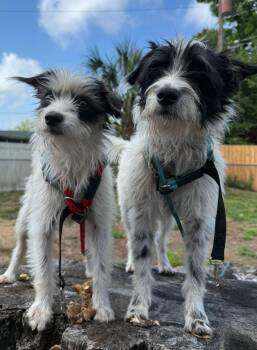 Terrier Dogs Available for Adoption in Lakeland, Florida - Shiloh | PetCurious