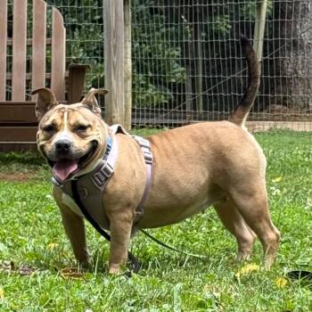 Nala -  American Bully Dog for Adoption in Phoenixville, Pennsylvania - Nala | PetCurious