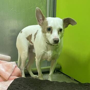 Chihuahua and Mixed Breed Dogs Available for Adoption in Spokane, Washington - Michael | PetCurious
