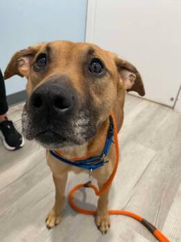 Myla -  Labrador Retriever Dog for Adoption in Lewistown, Pennsylvania - Myla | PetCurious
