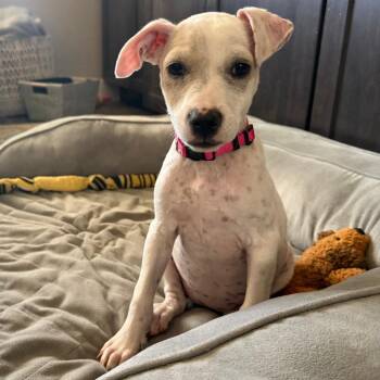 693 (2026) Pink -  Terrier and Mixed Breed Dog for Adoption in Parker, Colorado - 693 (2026) Pink | PetCurious