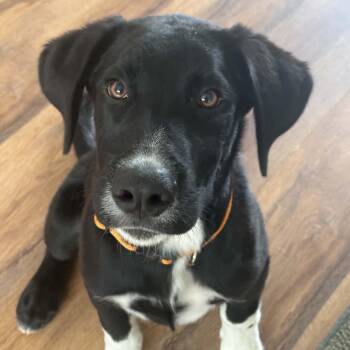 McSteamy -  Labrador Retriever and Pointer Dog for Adoption in Richmond, Virginia - McSteamy | PetCurious