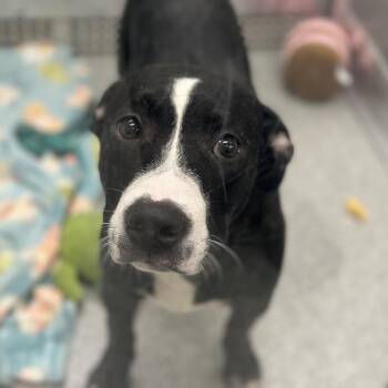 Bowie -  Mixed Breed Dog for Adoption in Oak Brook, Illinois - Bowie | PetCurious