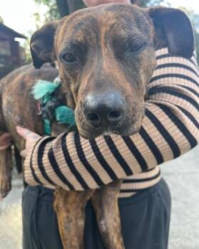 Mixed Breed Dogs Available for Adoption - LEAFY | PetCurious