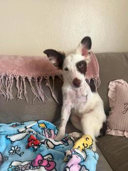 Oliver -  Cattle Dog Dog for Adoption in Lodi, California - Oliver | PetCurious