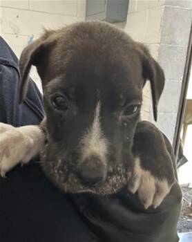 IVY -  Pit Bull Terrier Dog for Adoption in San Bernardino, California - IVY | PetCurious