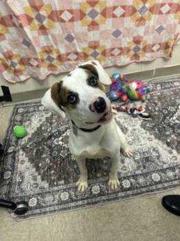 Bingo -  Mixed Breed Dog for Adoption in Hamilton, Ohio - Bingo | PetCurious