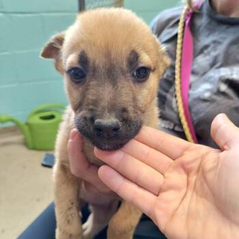 Shepherd Dogs Available for Adoption - Spider | PetCurious