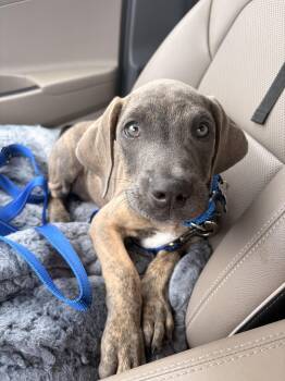 Tilly -  Great Dane and Pit Bull Terrier Dog for Adoption in Warrenville, Illinois - Tilly | PetCurious