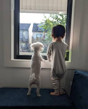 Bea -  Bichon Frise Dog for Adoption in Toronto, Ontario - Bea | PetCurious