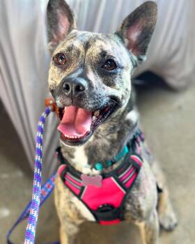 Aubrey -  Plott Hound and Terrier Dog for Adoption in Coldwater, Michigan - Aubrey | PetCurious