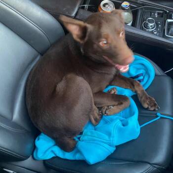 Moose -  Australian Kelpie and Mixed Breed Dog for Adoption in Long Beach, California - Moose | PetCurious
