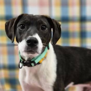 Pointer and Terrier Dogs Available for Adoption in South Elgin, Illinois - Rico | PetCurious