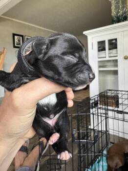 Madeira -  Dachshund Dog for Adoption in Spokane, Washington - Madeira | PetCurious