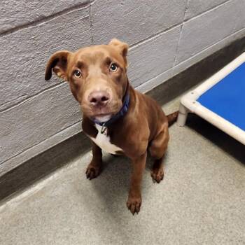 ABRAHAM -  Pit Bull Terrier and Labrador Retriever Dog for Adoption - ABRAHAM | PetCurious