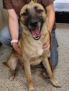 Taz -  Belgian Shepherd Malinois Dog for Adoption in Saint Clairsville, Ohio - Taz | PetCurious